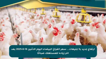 ارتفاع جديد بـ3 جنيهات.. سعر الفراخ البيضاء اليوم الاثنين 18-8-2025 بعد آخر زيادة للمستهلك صباحًا